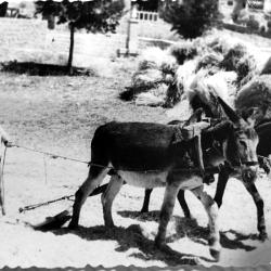 Fotos Antiguas Valdemaqueda 06